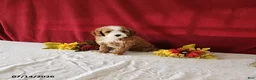 Mini Goldendoodle dogs for sale: Roxie - Ad 1