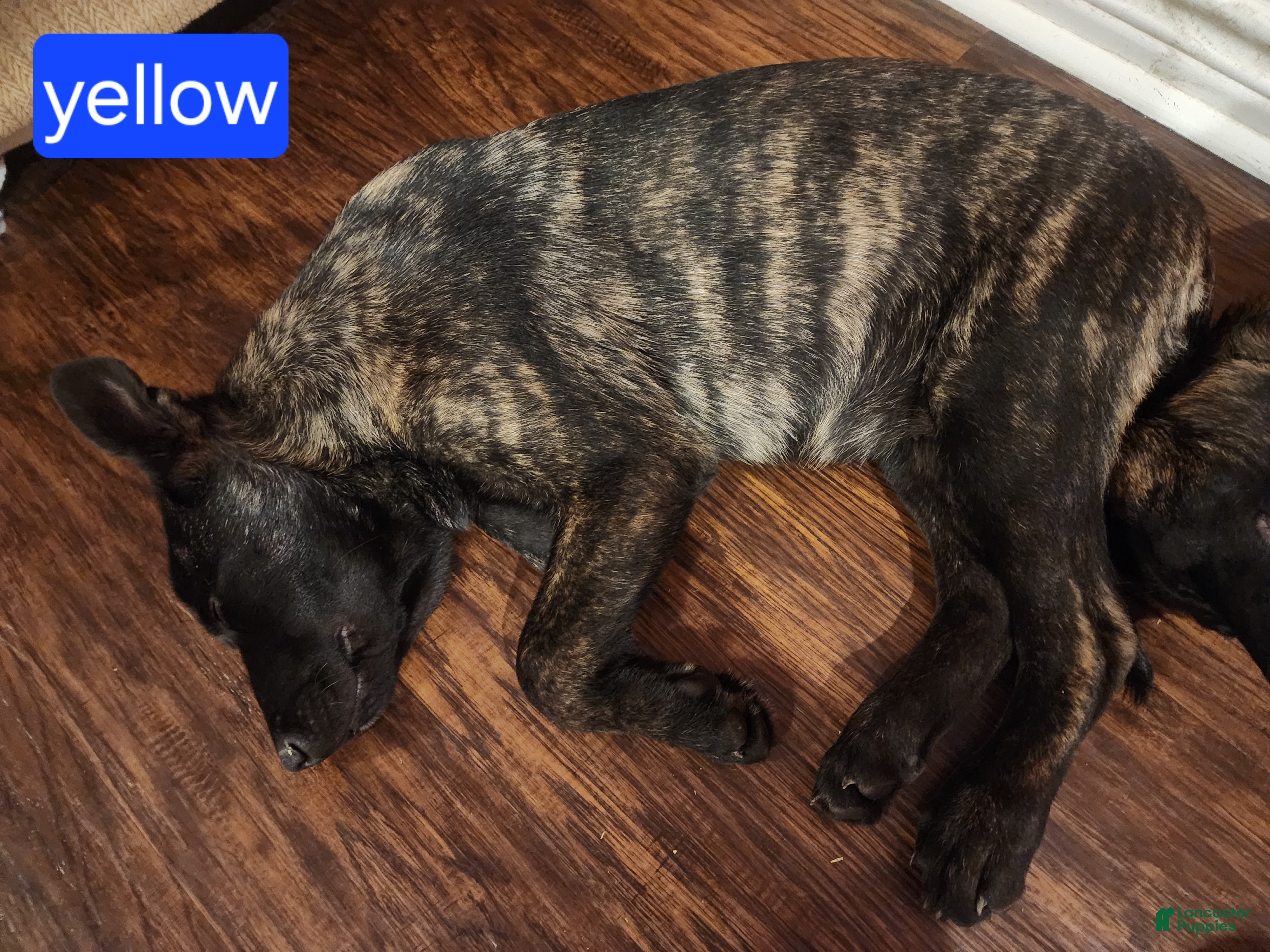 Mixed Breed dogs Hybrid Yellow Collar Female - Ad 25