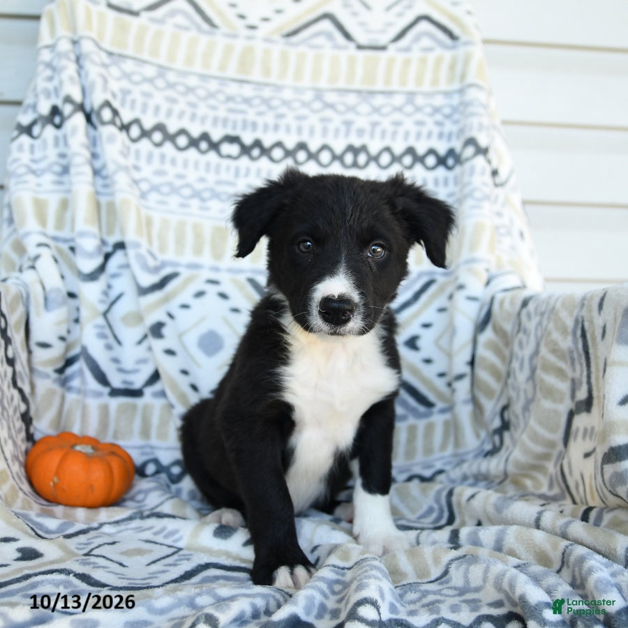 Border Collie dogs for sale: Eloy - Ad 2