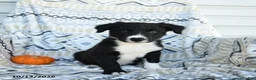 Border Collie dogs for sale: Eloy - Ad 2