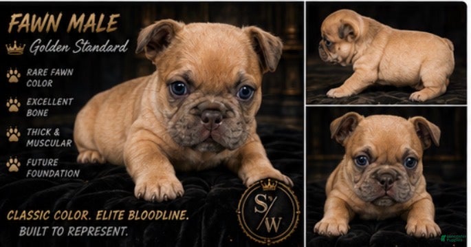 French Bulldog dogs Big boy - Ad 1