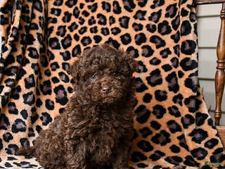 Miniature Labradoodle dogs Reeses - Ad 13
