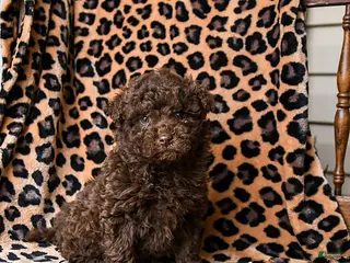 Miniature Labradoodle dogs Reeses - Ad 3