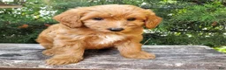 Mini Goldendoodle dogs for sale: Ginger - Ad 7