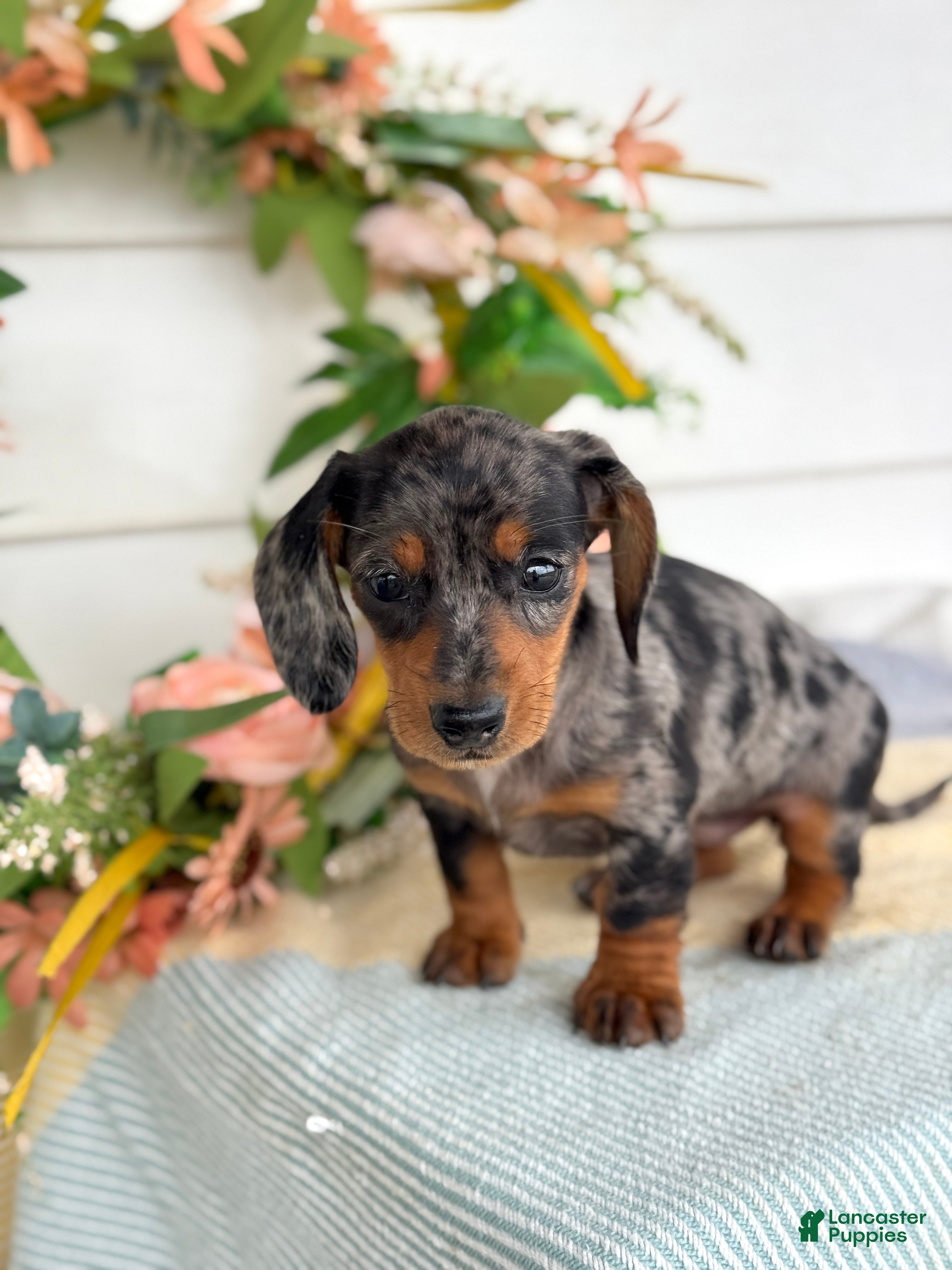 Miniature Dachshund dogs Jubilee - Ad 1