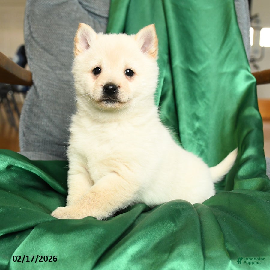 Schipperke dogs Fiona - Ad 2