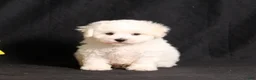 Bichon Frise dogs for sale: Sadie - Ad 3