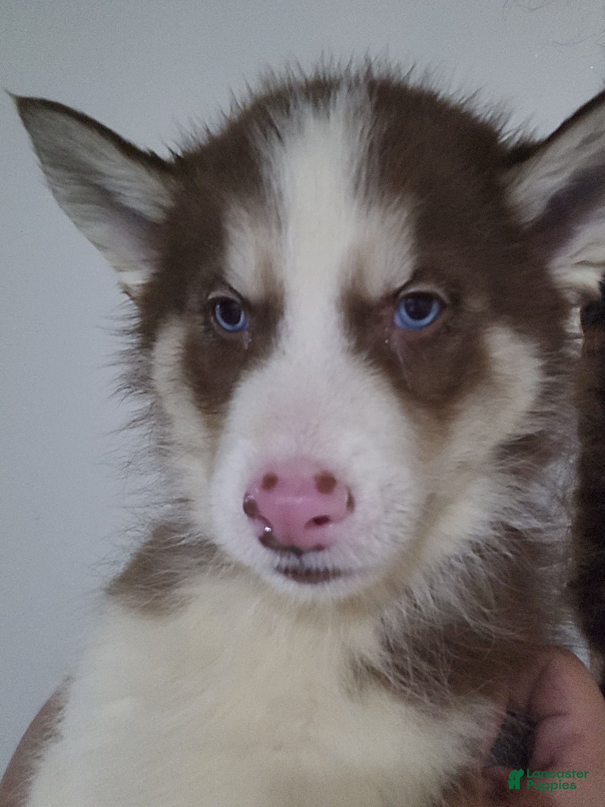 Siberian Husky dogs Siberian Husky Puppy 1 - Ad 30