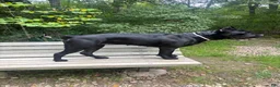 Cane Corso dogs for sale: Corso Runt(Orange collar) - Ad 3