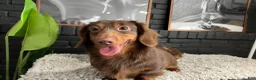 Miniature Dachshund dogs for stud: CRASH OPEN FOR STUD SERVICE  - Ad 2