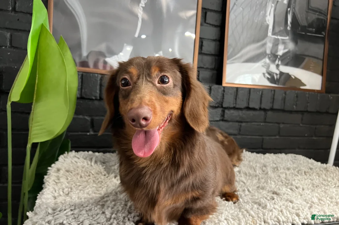 Miniature Dachshund dogs for stud: CRASH OPEN FOR STUD SERVICE  - Ad 2