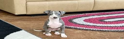 Italian Greyhound dogs for sale: Mj - Ad 8
