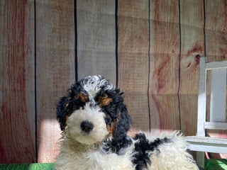 Mini Bernedoodle dogs - Ad 16
