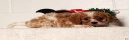 Cavapoo dogs for sale: Charlotte - Ad 3