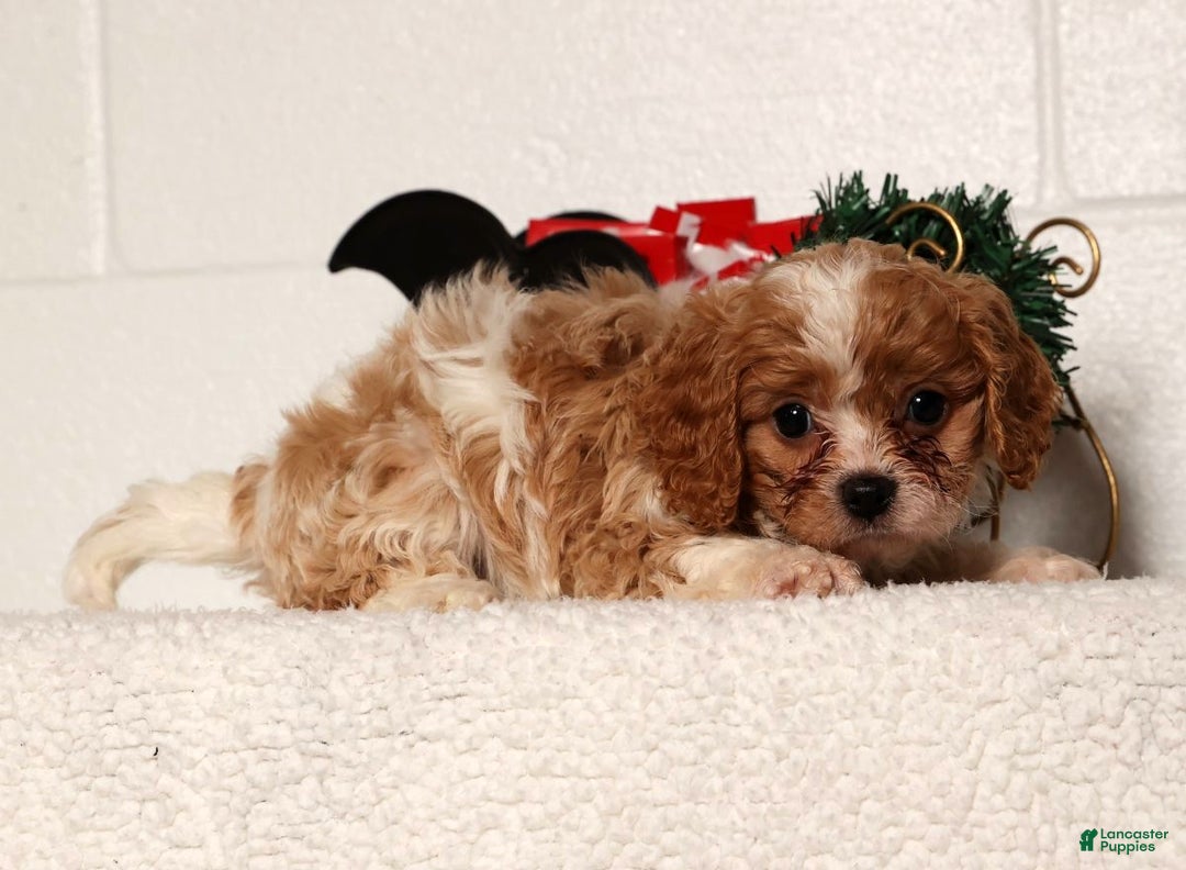 Cavapoo dogs for sale: Charlotte - Ad 3