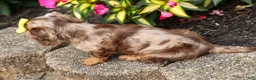Miniature Dachshund dogs for sale: Ike💙 - Ad 16