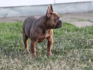 French Bulldog dogs French Bulldog Puppy 1 - Ad 14