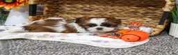 Shih Tzu dogs for sale: Dorothy - Ad 4
