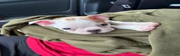 Boston Terrier dogs for sale: Boston Terrier Puppy 2 - Ad 3