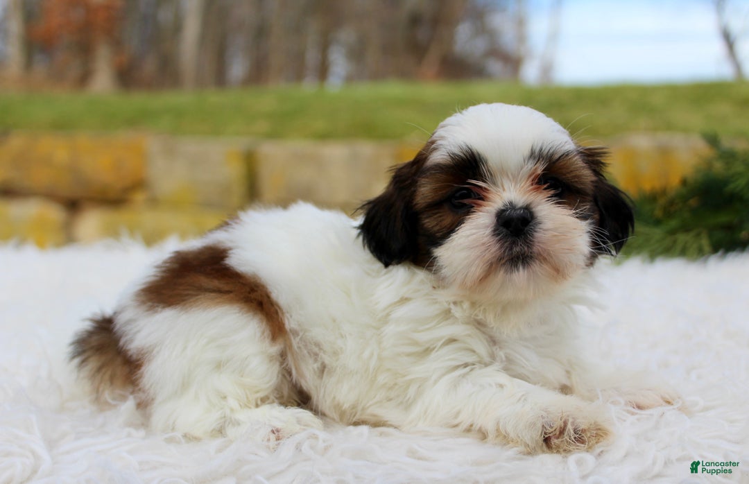 Shih Tzu dogs for sale: Shih Tzu Puppy 4 - Ad 1