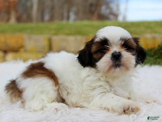 Shih Tzu dogs Shih Tzu Puppy 4 - Ad 13