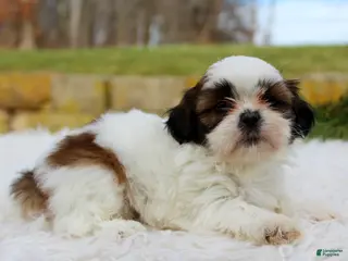 Shih Tzu dogs Shih Tzu Puppy 4 - Ad 7