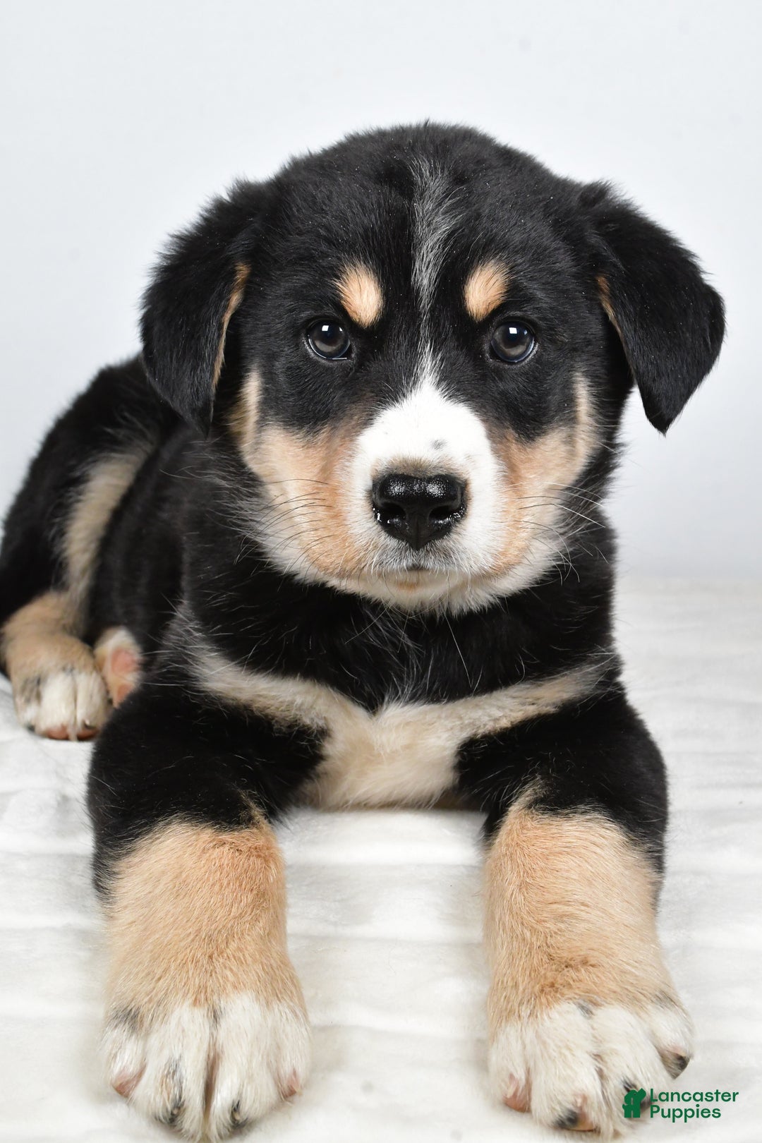 Mixed Breed dogs for sale: Sammy - Ad 6