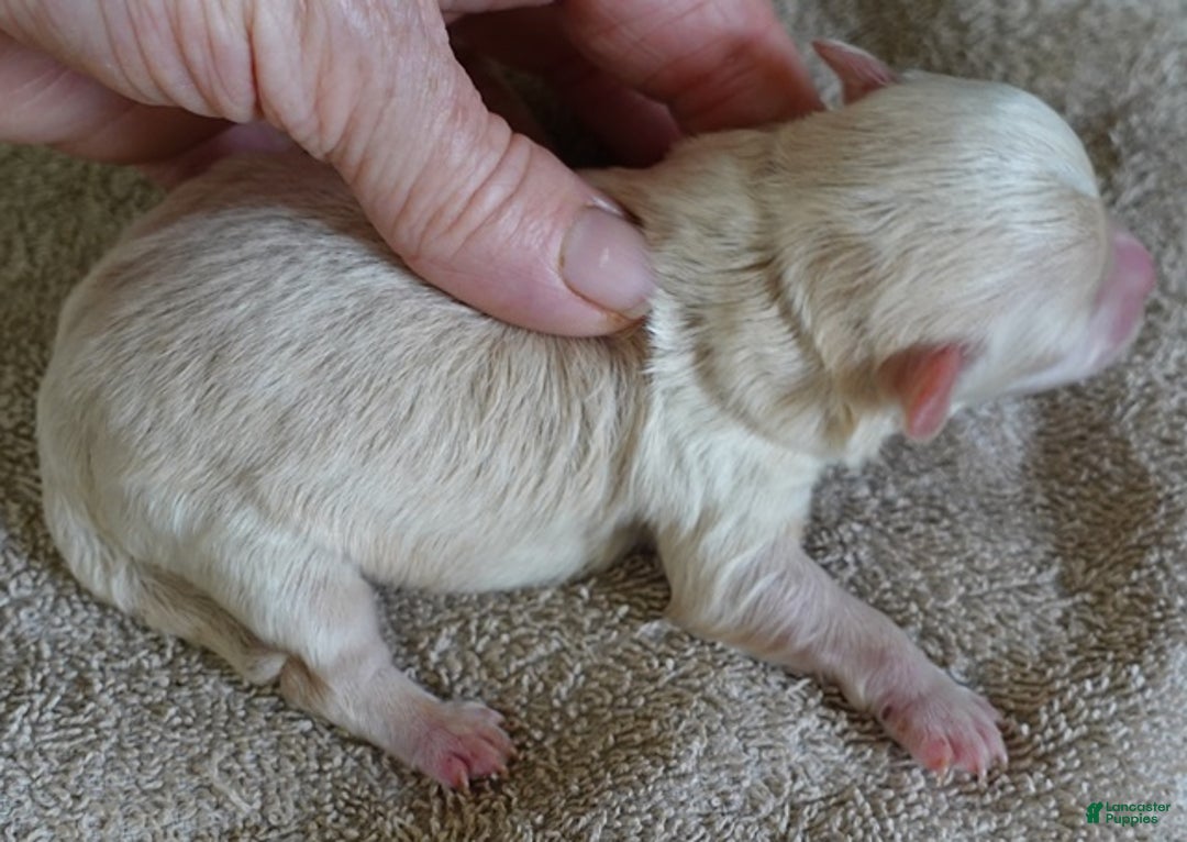 Maltipoo dogs for sale: Kyro boy - Ad 5