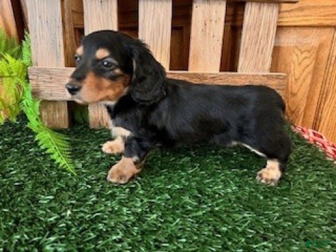 Miniature Dachshund dogs for sale: Tanner - Ad 4