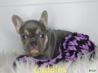 French Bulldog dogs Cuddles - Ad 37