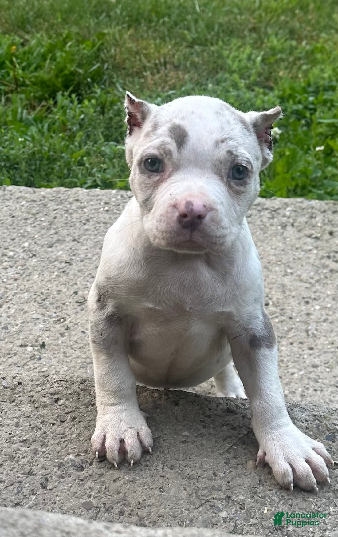 American Bully dogs Kova  - Ad 16
