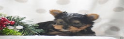 Yorkshire Terrier dogs for sale: Phantom - Ad 4