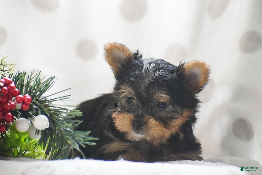 Yorkshire Terrier dogs for sale: Phantom - Ad 4