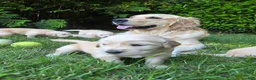 Golden Retriever dogs for sale: Golden Retriever Puppy Ms. Purple Lady - Ad 4