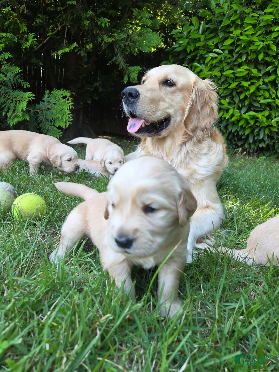 Golden Retriever dogs for sale: Golden Retriever Puppy Ms. Purple Lady - Ad 4