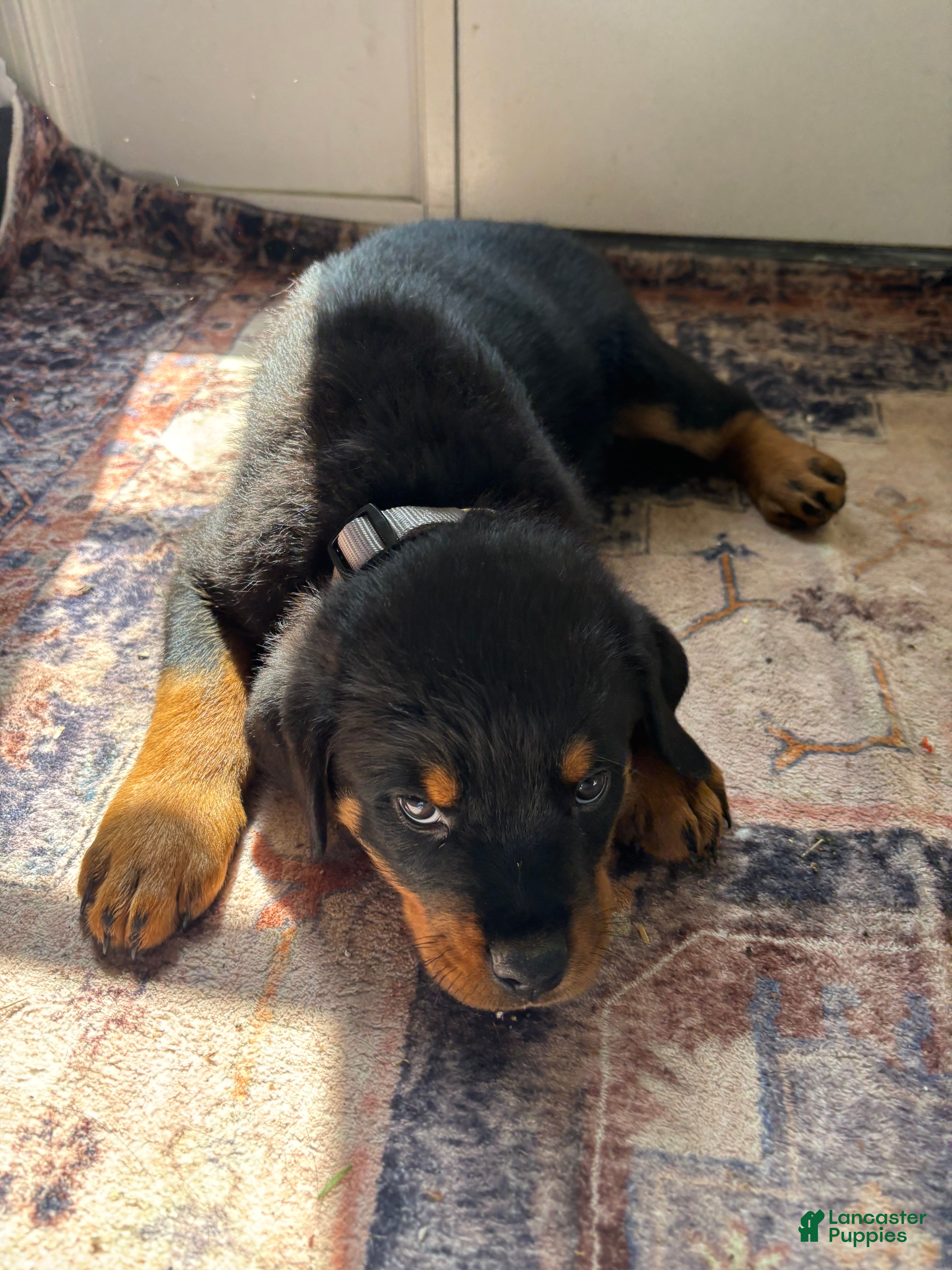 Rottweiler dogs White - Ad 35