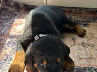 Rottweiler dogs White - Ad 35