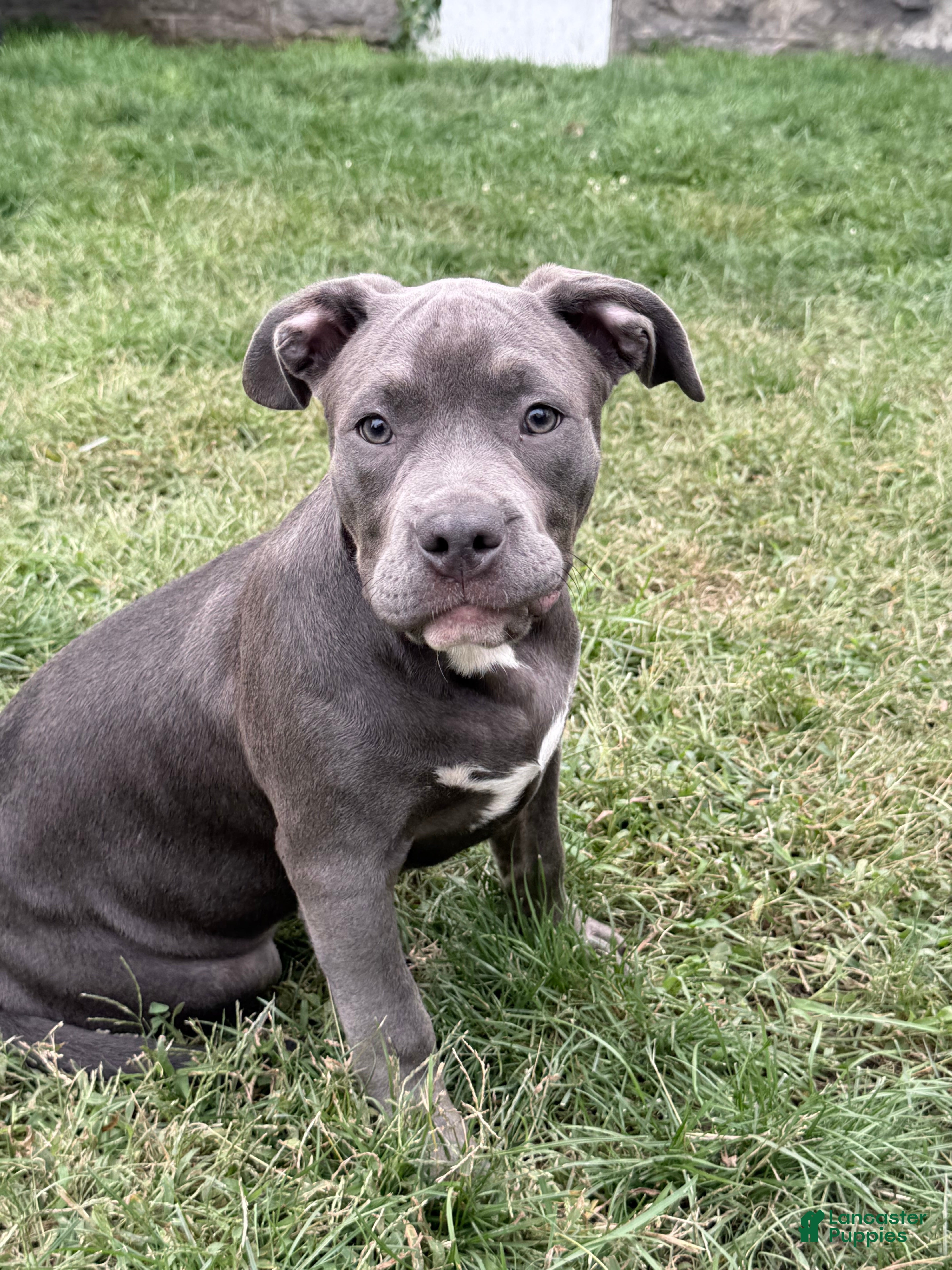 American Bully dogs Buttercup - Ad 2