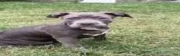 American Bully dogs for sale: Buttercup - Ad 2