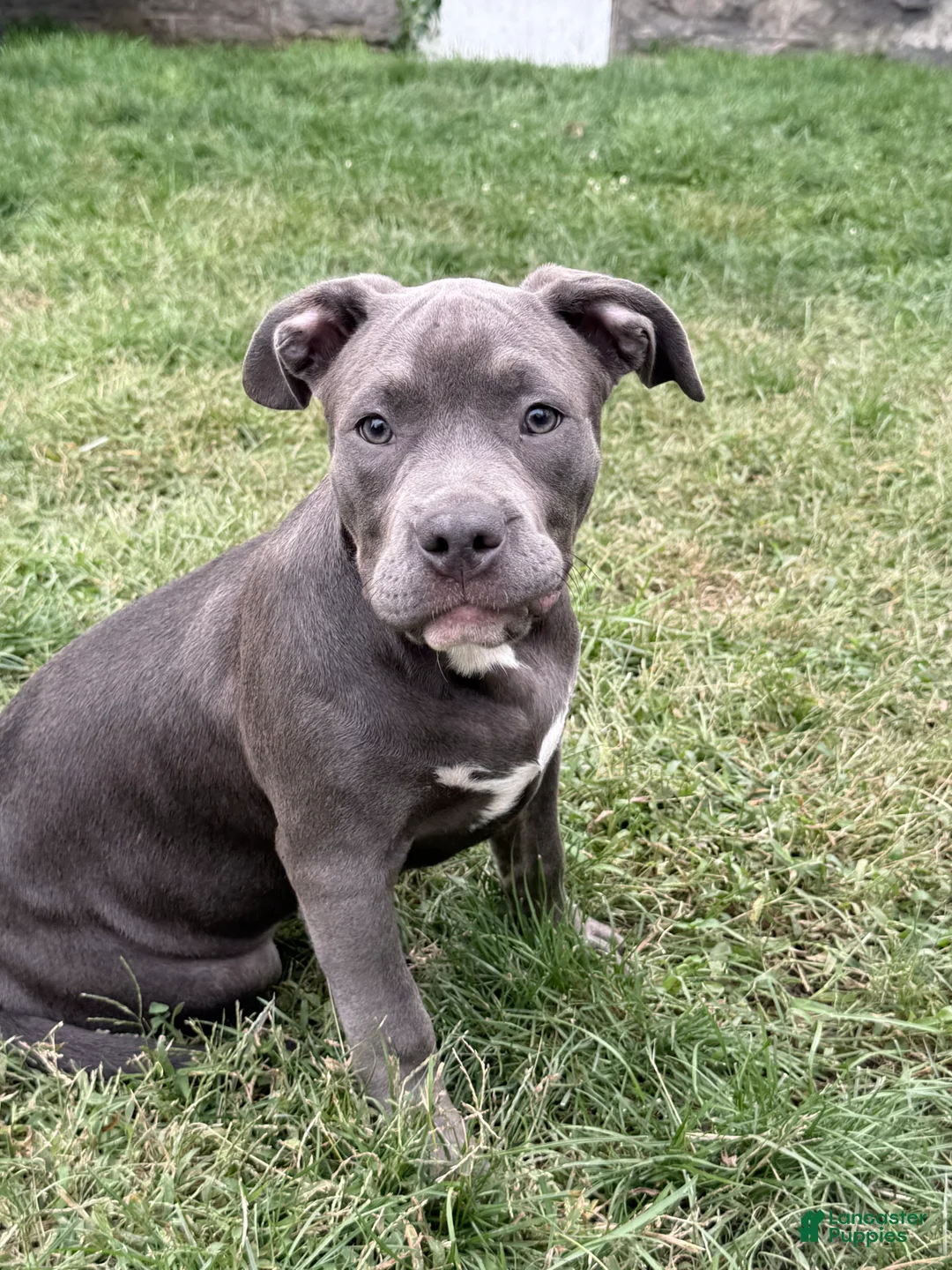 American Bully dogs for sale: Buttercup - Ad 2