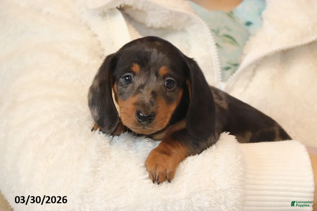 Miniature Dachshund dogs for sale: Parker - Ad 4