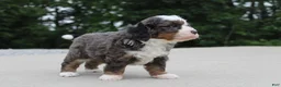 Mini Bernedoodle dogs for sale: Peyton  - Ad 3