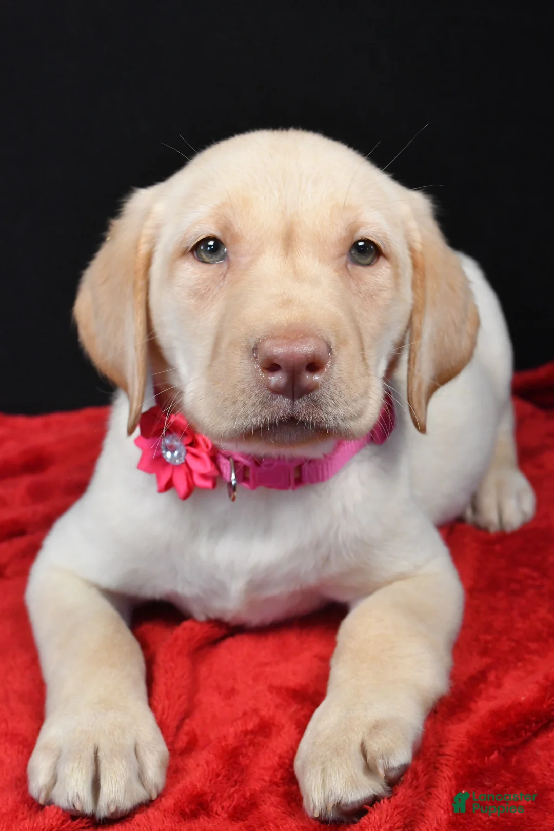 Labrador Retriever dogs for sale: Reba - Ad 4