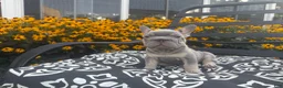 French Bulldog dogs for sale: French Bulldog 1 - Ad 11