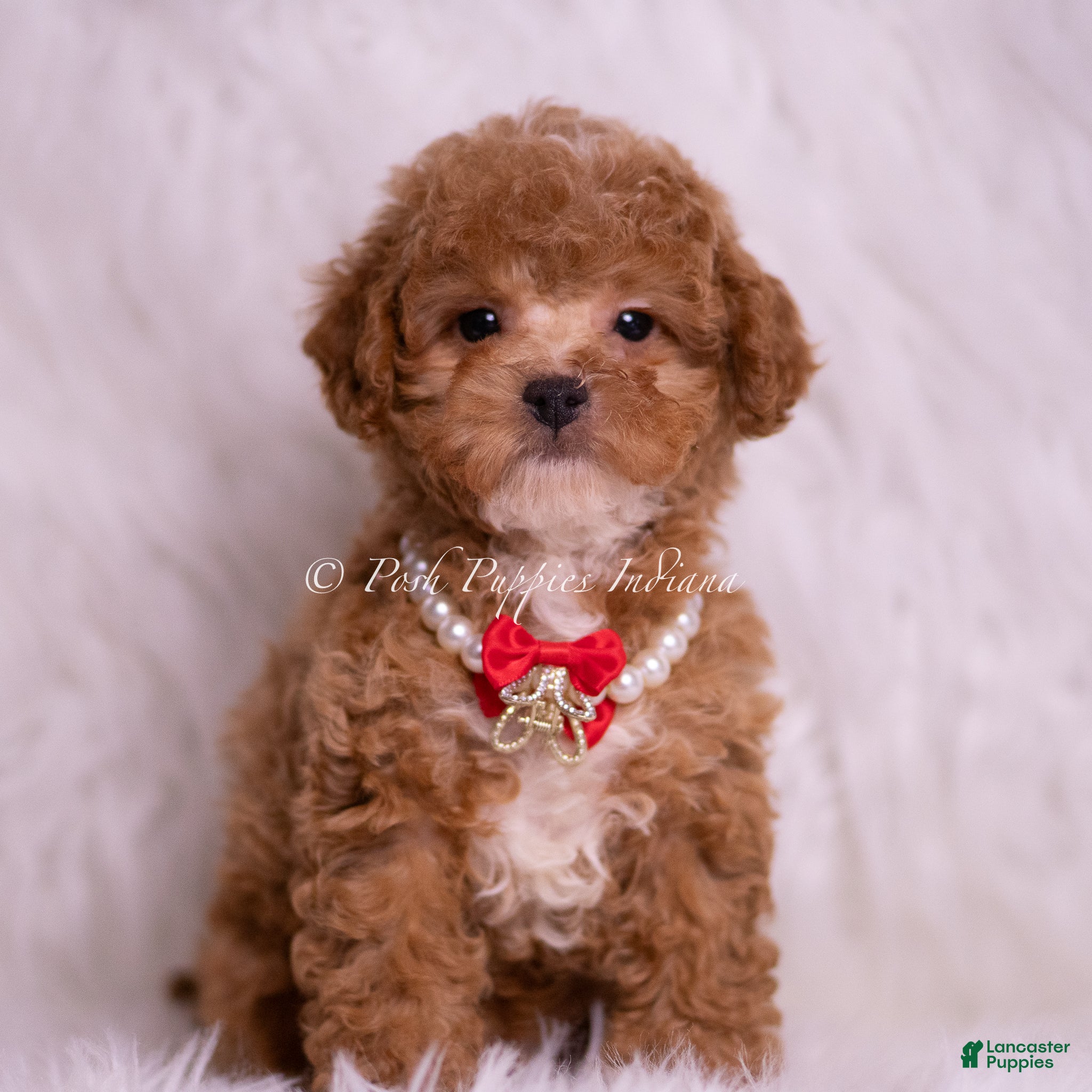 Maltipoo dogs Nova F1B - Ad 40