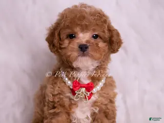 Maltipoo dogs Nova F1B - Ad 40