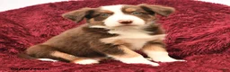 Border Collie dogs for sale: Noble - Ad 3