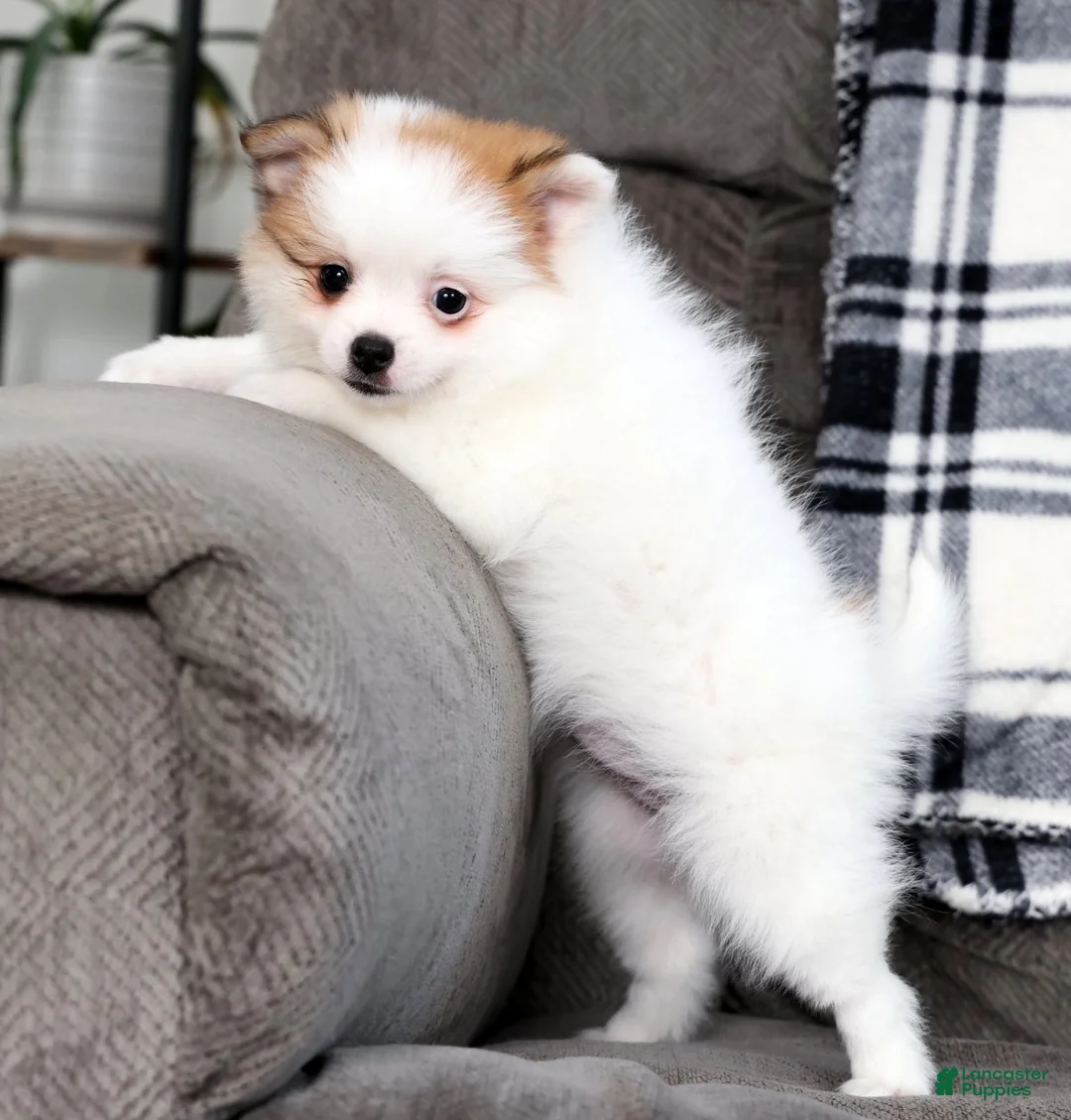 Pomeranian dogs for sale: Bella - Ad 5