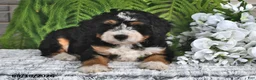 Mini Bernedoodle dogs for sale: Snickers - Ad 5