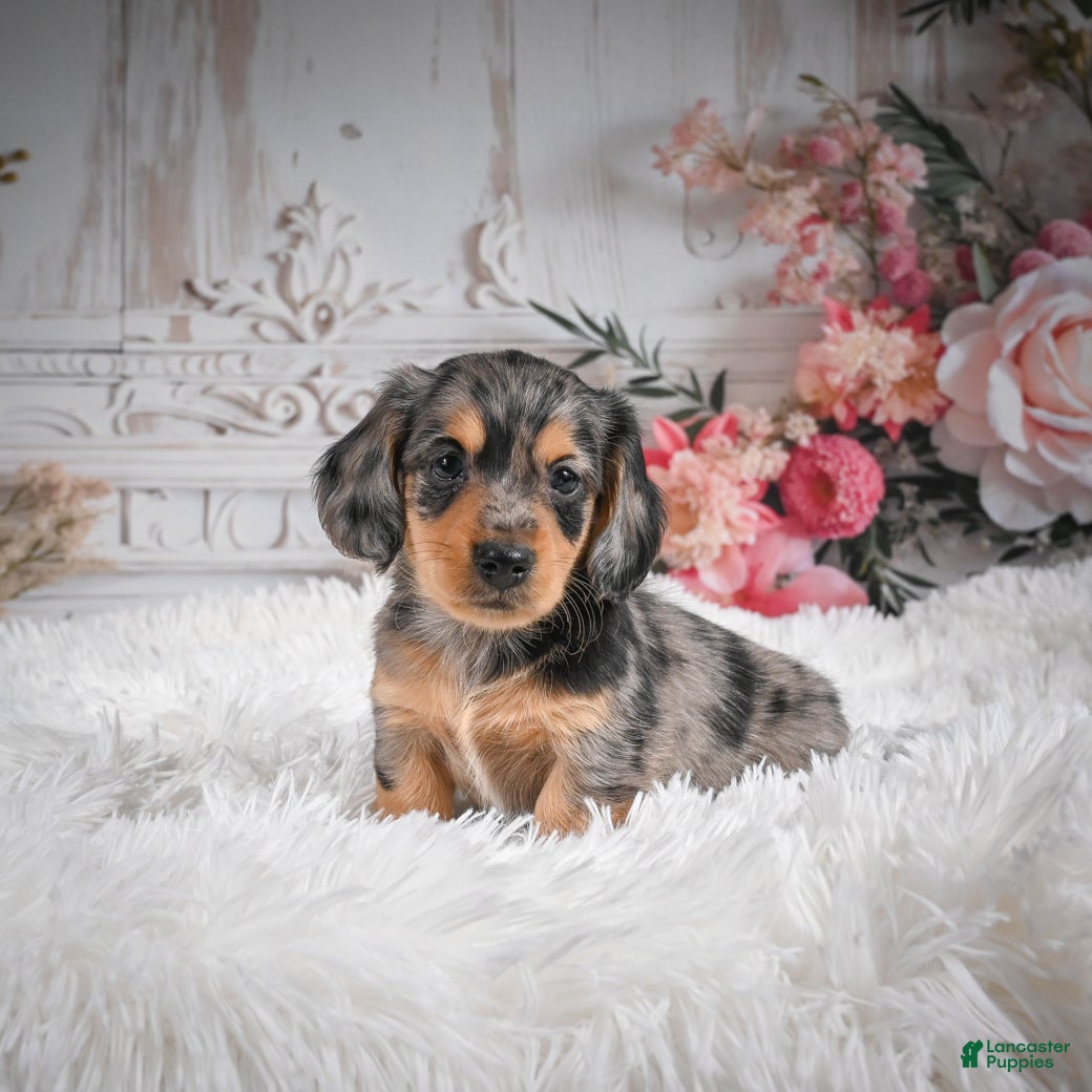 Miniature Dachshund dogs AKC-Ruger - Ad 13